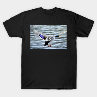 Mallard Duck in flight T-Shirt